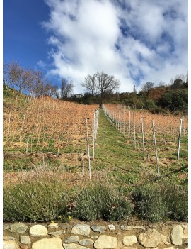 2/10 11:30 VISITA Y CATA DEL VINO IMAGINE EN LA BODEGA CELLER CASA AUVINYÀ - OCTUBRE ENOTURISMO