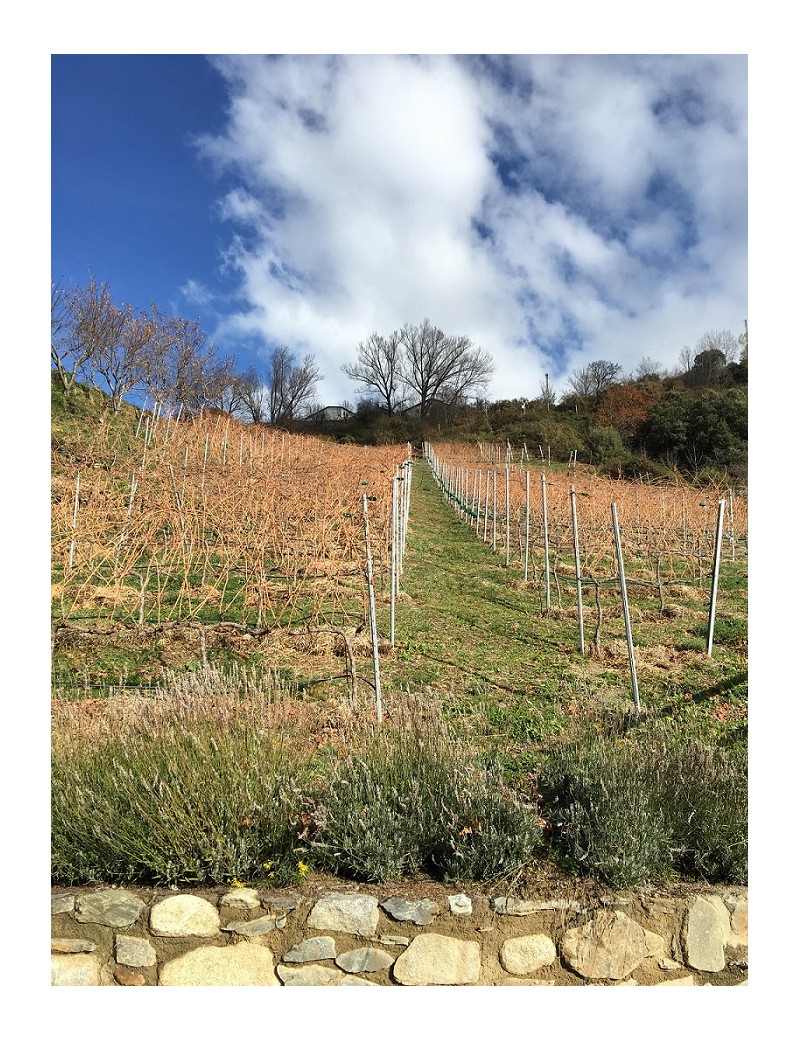 9/10 11:30 VISITE ET DÉGUSTATION IMAGINE DANS LA CAVE CELLER CASA AUVINYÀ - OCTOBRE OENOTOURISME